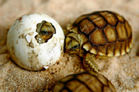 Huevos de tortuga gigante de las Islas Galapágos